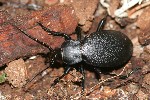 Lederlaufkfer (Carabus coriaceus)