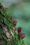 Judasohr (Auricularia auriculajudae)