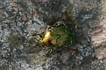 Goldglnzende Rosenkfer (Cetonia aurata)