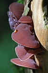 Judasohr (Auricularia auriculajudae)