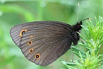 Rundaugen Mohrenfalter (Erebia medusa)