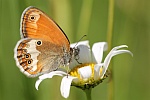 Weibindiges Wiesenvgelchen (Coenonympha arcania)