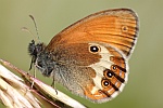 Weibindiges Wiesenvgelchen (Coenonympha arcania)