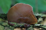 Judasohr (Auricularia auriculajudae)