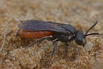 Gr. Blutbiene (Sphecodes albilabris)