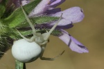Vernderliche Krabbenspinne