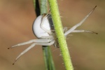Vernderliche Krabbenspinne (Misumena vatia)