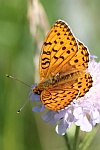 Groer Perlmutterfalter (Speyeria aglaja)