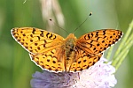 Groer Perlmutterfalter (Speyeria aglaja)