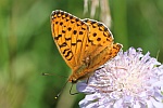Groer Perlmutterfalter (Speyeria aglaja)