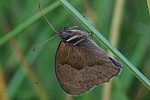 Groes Ochsenauge (Maniola jurtina)