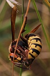 Hornisse (Vespa crabro)