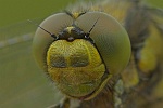 Groer Blaupfeil (Orthetrum cancellatum)