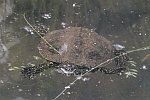 Europäische Sumpfschildkröte (Emys orbicularis)