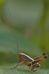 Strauchschrecke (Pholidoptera griseoaptera)