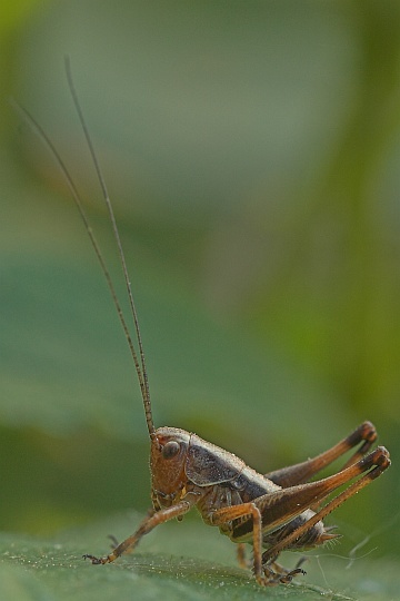 Strauchschrecke (Pholidoptera griseoaptera)
