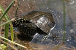 Europische Sumpfschildkrte (Emys orbicularis)