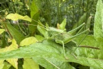 Grnes Heupferd (Tettigonia viridissima)