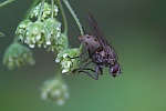 Kl. Raubhausfliege (Coenosia tigrina)