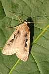 Schwarzes-C (Xestia cnigrum)