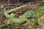 stliche Smaragdeidechse (Lacerta viridis)