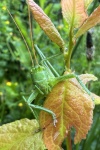 Grnes Heupferd (Tettigonia viridissima)