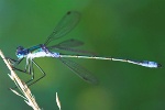 Gemeine Binsenjungfer (Lestes sponsa)