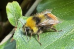 Wiesenhummel (Bombus pratorum)