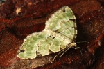 Prachtgrner Bindenspanner (Colostygia pectinataria)