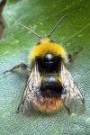 Wiesenhummel (Bombus pratorum)
