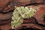 Prachtgrüner Bindenspanner (Colostygia pectinataria)
