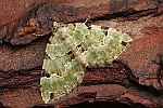 Prachtgrner Bindenspanner (Colostygia pectinataria)