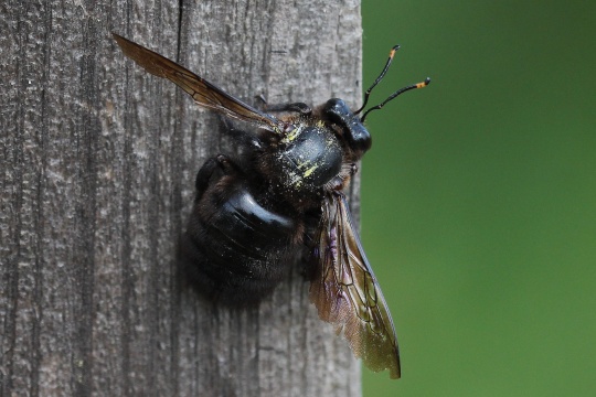 Groe Holzbiene (Xylocopa violacea)