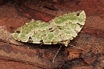 Prachtgrner Bindenspanner (Colostygia pectinataria)