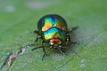 Ovalugige Blattkfer (Dlochrysa fastuosa)
