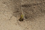 Gemeine Ameisenjungfer (Myrmeleon formicarius)