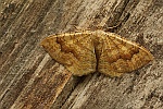 Ockergelber Blattspanner (Camptogramma bilineata)