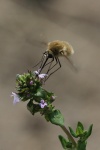 Hummelschweber (Bombylius major)