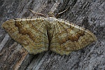 Ockergelber Blattspanner (Camptogramma bilineata)