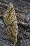 Ockergelber Blattspanner (Camptogramma bilineata)