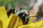 Graue Sandbiene (Andrena cineraria)