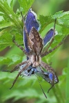 Raubspinne (Pisaura mirabilis)