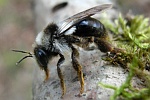 Graue Sandbiene (Andrena cineraria)