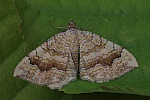 Ockergelber Blattspanner (Camptogramma bilineata)