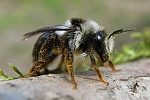Graue Sandbiene (Andrena cineraria)