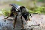Graue Sandbiene (Andrena cineraria)