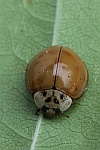 Asiatischer Marienkäfer (Harmonia axyridis)
