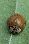 Asiatischer Marienkfer (Harmonia axyridis)