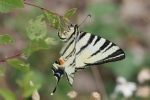 Segelfalter (Iphiclides podalirius)