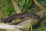 Kammmolch (Triturus cristatus)